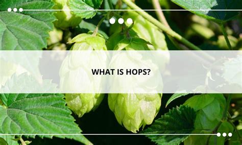  Hops: 맥주 양조의 필수 원료, 신비로운 아로마를 선사하는 자연의 마법사!