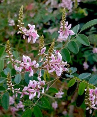  Indigofera Tinctoria: The Ancient Dye That Still Colors Our World Today!