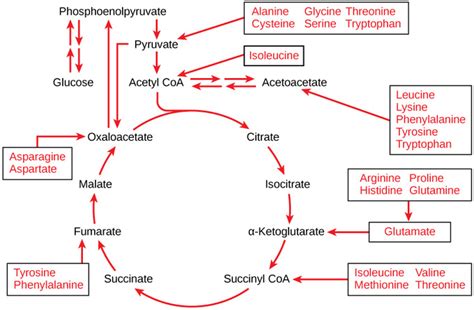  Ketoglutaric Acid, 핵심 대사 경로의 보물: 화학 원료로서 다채로운 활용!